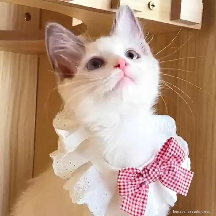 S.T 様のお迎えした子猫