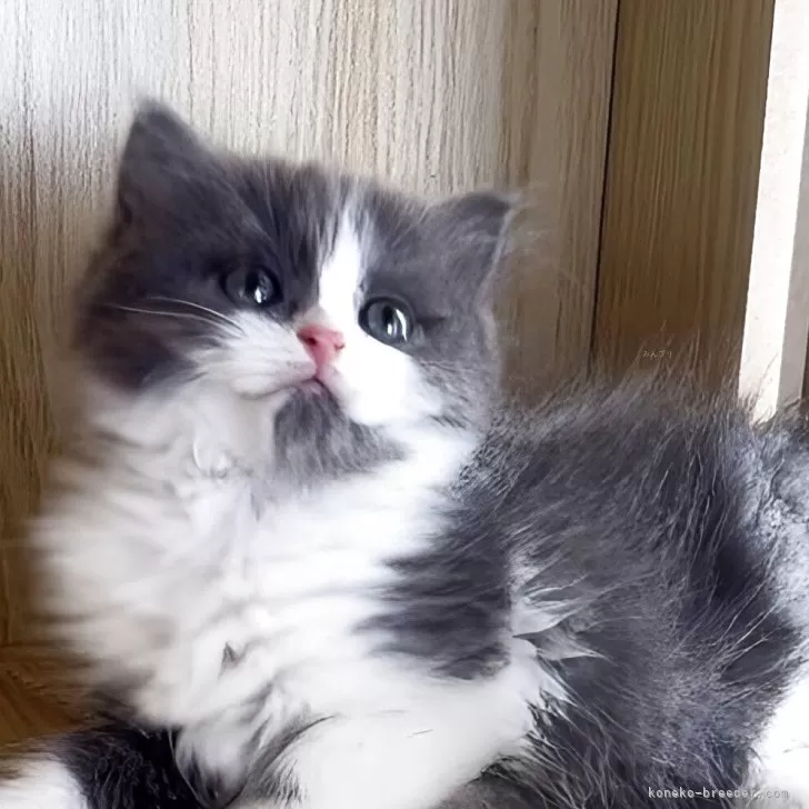 ID:2507-02383の子猫