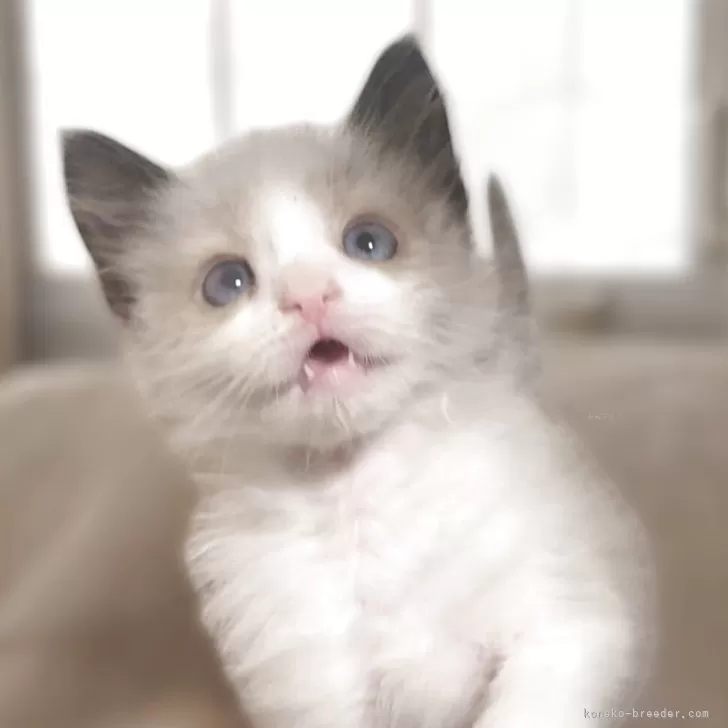 ID：2504-00209の子猫
