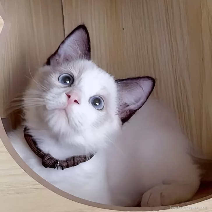 ID:2508-02455の子猫