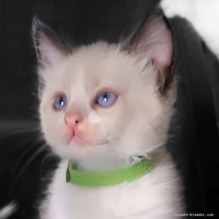 ブリーダー画像