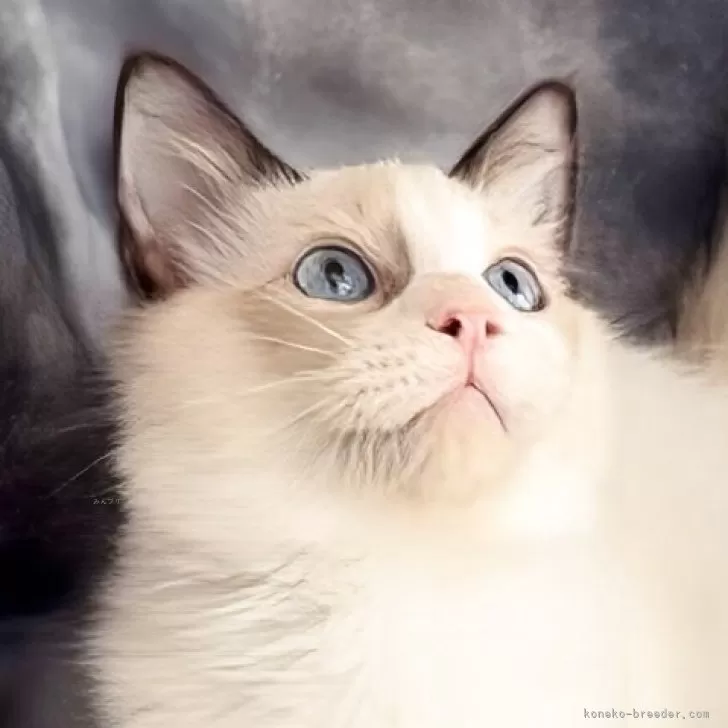 ラグドール【鹿児島県・男の子・2025年6月22日・シールポイントバイカラー】の写真1