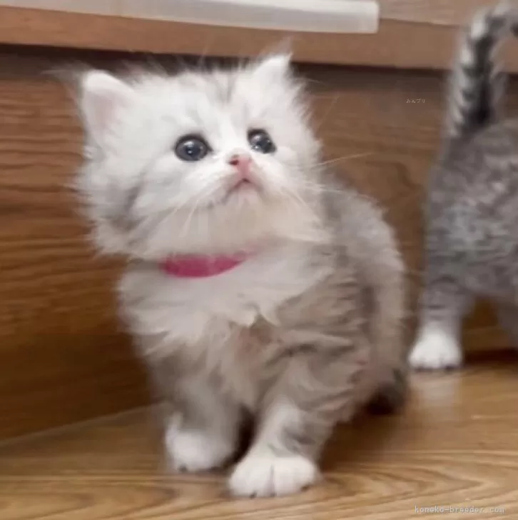 ID:2506-03386の子猫