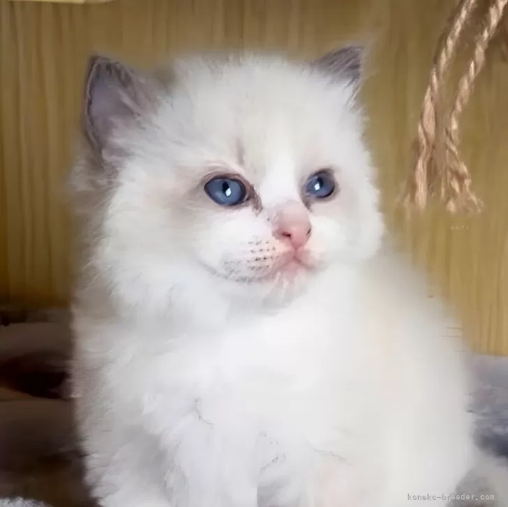 ラグドール【鹿児島県・女の子・2025年9月28日・ブルーポイントバイカラー】の写真1