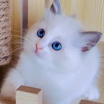 ラグドール【鹿児島県・女の子・2025年10月18日・ブルーポイントバイカラー（ロング）】の写真「12/12📷最新更新👧人懐こく美形です💎💗」