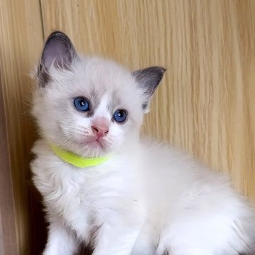 ラグドール【鹿児島県・男の子・2025年10月3日・ブルーポイントバイカラー（ロング）】の写真「男の子５兄弟です👦ぐんぐん成長中🐣💗」