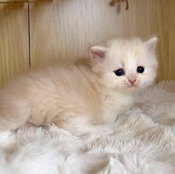 ミヌエット(短足)【鹿児島県・男の子・2025年11月14日・クリーム（セミロング〜ロング）】の写真「綺麗なクリーム🧋お顔まんまる🐱🫧🤍」