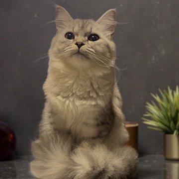 ミヌエット(長足)【鹿児島県・女の子・2025年6月1日・シルバータビー（ロング）】の写真「人慣れ,しつけバッチリ👌カード決済手数料無し☺️」