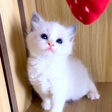 ラグドール【鹿児島県・女の子・2026年2月21日・ブルーポイントバイカラー】の写真「宝石の瞳ブルーラグ🩵🩶おっとりさん🎀」