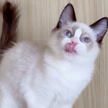 ラグドール【鹿児島県・男の子・2025年6月22日・シールポイントバイカラー（ロング）】の写真「📸11/10🩵短期間の募集予定です🙇‍♀️」