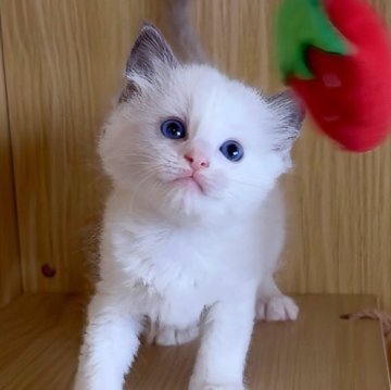 ラグドール【鹿児島県・男の子・2026年2月21日・ブルーポイントバイカラー】の写真「宝石の瞳ブルーラグ🩵🩶物怖じしないタイプ🙂」