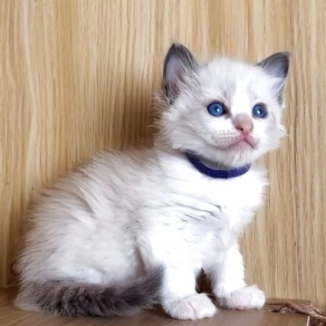 ラグドール【鹿児島県・男の子・2025年10月3日・ブルーポイントバイカラー（ロング）】の写真「男の子５兄弟です👦煌めく💎なおめめ🩵」