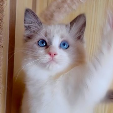 ラグドール【鹿児島県・女の子・2025年9月28日・ブルーポイントバイカラー（ロング）】の写真「12/11📷最新UP🥰お風呂も抱っこも慣れた子」