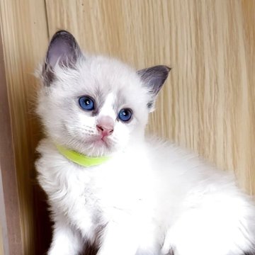 ラグドール【鹿児島県・男の子・2025年10月3日・ブルーポイントバイカラー（ロング）】の写真「男の子５兄弟です👦ぐんぐん成長中🐣💗」