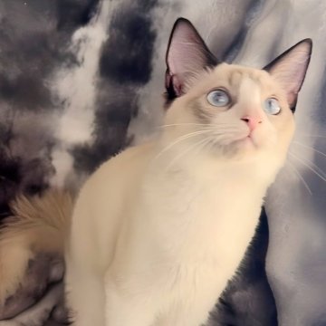 ラグドール【鹿児島県・男の子・2025年5月31日・シールリンクスポイントバイカラー】の写真「10/29撮影📷お目目が大きなリンクス君です🩵」