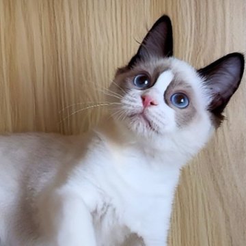 ラグドール【鹿児島県・男の子・2025年6月22日・シールポイントバイカラー（ロング）】の写真「📸11/10🩵短期間の募集予定です🙇‍♀️」