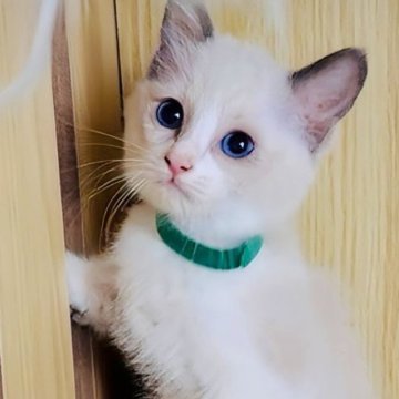 ラグドール【鹿児島県・男の子・2025年9月28日・ブルーポイントバイカラー（ロング）】の写真「一番小柄な男の子👦カード決済手数料無し🆓🤍」