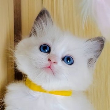 ラグドール【鹿児島県・女の子・2025年10月18日・ブルーポイントバイカラー（ロング）】の写真「一番大きな女の子👧人懐こく美形です💎💗」