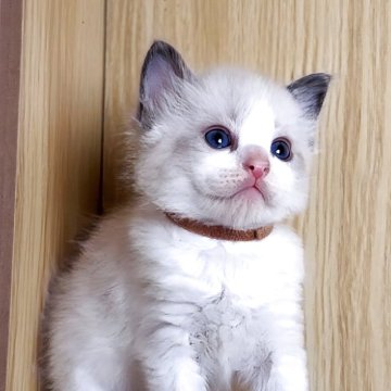 ラグドール【鹿児島県・男の子・2025年10月3日・ブルーポイントバイカラー（ロング）】の写真「男の子５兄弟です👦プレゼントたくさん🐣💗」