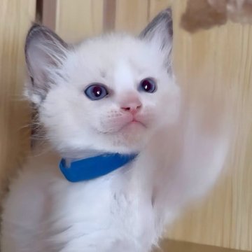 ラグドール【鹿児島県・男の子・2025年10月3日・ブルーポイントバイカラー（ロング）】の写真「11/18📸🗯️撮影🤍750g」