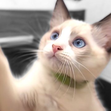 ラグドール【鹿児島県・男の子・2025年5月31日・シールポイントバイカラー】の写真「8/4 最新お写真動画UP🥰✨🩷」
