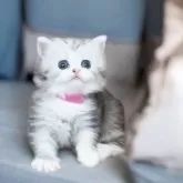 ミヌエット(長足)