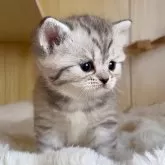 ミヌエット(長足)