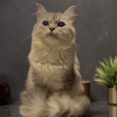 ミヌエット(長足)