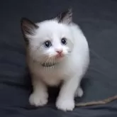 ラグドール【鹿児島県・男の子・2025年5月31日・シールポイントバイカラー】の写真1