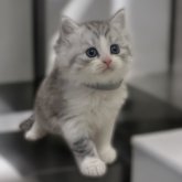 ミヌエット(長足)