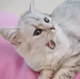 ミヌエット(長足)