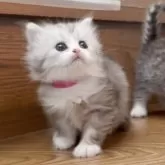 ミヌエット(長足)