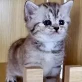 ミヌエット(長足)