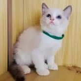 ラグドール【鹿児島県・男の子・2025年9月28日・ブルーポイントバイカラー】の写真2