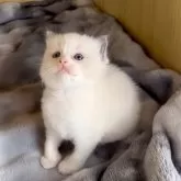 ラグドール【鹿児島県・女の子・2025年9月28日・ブルーポイントバイカラー】の写真2