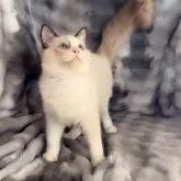 ラグドール【鹿児島県・男の子・2025年6月22日・シールポイントバイカラー】の写真11