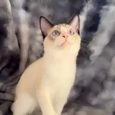 ラグドール【鹿児島県・男の子・2025年5月31日・シールリンクスポイントバイカラー】の写真2