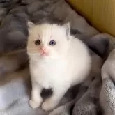 ラグドール【鹿児島県・女の子・2025年9月28日・ブルーポイントバイカラー】の写真3