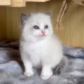 ラグドール【鹿児島県・女の子・2025年9月28日・ブルーポイントバイカラー】の写真4