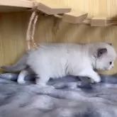 ラグドール【鹿児島県・女の子・2025年9月28日・ブルーポイントバイカラー】の写真4