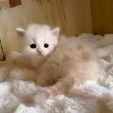 ミヌエット(短足)【鹿児島県・男の子・2025年11月14日・クリーム】の写真4