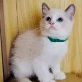 ラグドール【鹿児島県・男の子・2025年9月28日・ブルーポイントバイカラー】の写真4