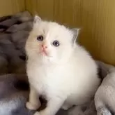 ラグドール【鹿児島県・女の子・2025年9月28日・ブルーポイントバイカラー】の写真5