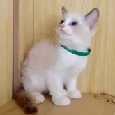 ラグドール【鹿児島県・男の子・2025年9月28日・ブルーポイントバイカラー】の写真5