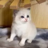 ラグドール【鹿児島県・女の子・2025年9月28日・ブルーポイントバイカラー】の写真5