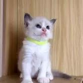 ラグドール【鹿児島県・男の子・2025年10月3日・ブルーポイントバイカラー】の写真5