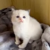 ラグドール【鹿児島県・女の子・2025年9月28日・ブルーポイントバイカラー】の写真6