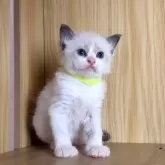 ラグドール【鹿児島県・男の子・2025年10月3日・ブルーポイントバイカラー】の写真6
