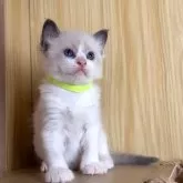 ラグドール【鹿児島県・男の子・2025年10月3日・ブルーポイントバイカラー】の写真7