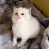 ラグドール【鹿児島県・女の子・2025年9月28日・ブルーポイントバイカラー】の写真7